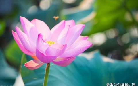 钝感力是什么意思？钝感力的真实含义