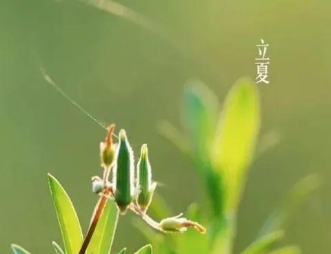 立夏是什么时候（立夏有什么习俗）